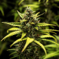 Preview: Samen 3x NYC Sour D Automatik Royalqueenseeds